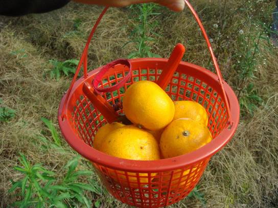 ����´��ڷ�����ͼ